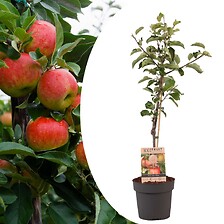 PLANT IN A BOX Malus domestica - Pommier - Malus Elstar - Pot 21cm - Hauteur ...