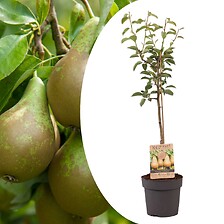 PLANT IN A BOX Pyrus communis 'Conference' poirier - Arbre fruitier - ⌀21cm  ...