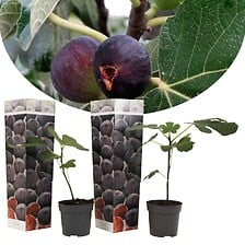 PLANT IN A BOX Ficus Carica - Set de 2 - Figuier rustique - Pot 9cm - Hauteu ...