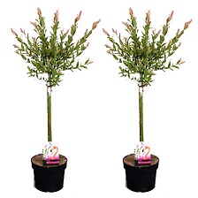 PLANT IN A BOX Salix Flamingo - Set de 2 - Saule panaché - Pot 17cm - Hauteu ...