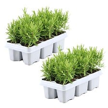 PLANT IN A BOX Romero 'Rosmarinus Officinalis' - juego de 12 - ⌀ 9 cm - Altu ...