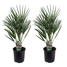 PLANT IN A BOX Chamaerops Humilis - Set de 2 - Palmier - Pot 15cm - Hauteur  ...