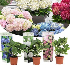 PLANT IN A BOX Hydrangea macrophylla - Mélange de 3 - Hortensia - Pot 9cm -  ...