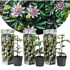 PLANT IN A BOX Passiflora Edulis - Set de 3 - Plantes grimpante - Pot 9cm -  ...