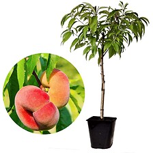 PLANT IN A BOX Prunus Persica 'Saturne' - Pêcher - Arbre fruitier - Pot 15 c ...