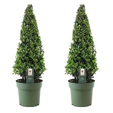 PLANT IN A BOX Ilex crenata 'Pyramid' - Houx japonais - lot de 2 - ⌀21 cm -  ...