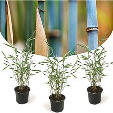 PLANT IN A BOX Fargesia Grex - Lot de 3 Bambou Bleu - Robuste - Pot 13cm - H ...