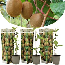 PLANT IN A BOX Kiwi Actinidia 'Jenny' - Set de 3 - Plantes de Kiwi - Pot 9cm ...