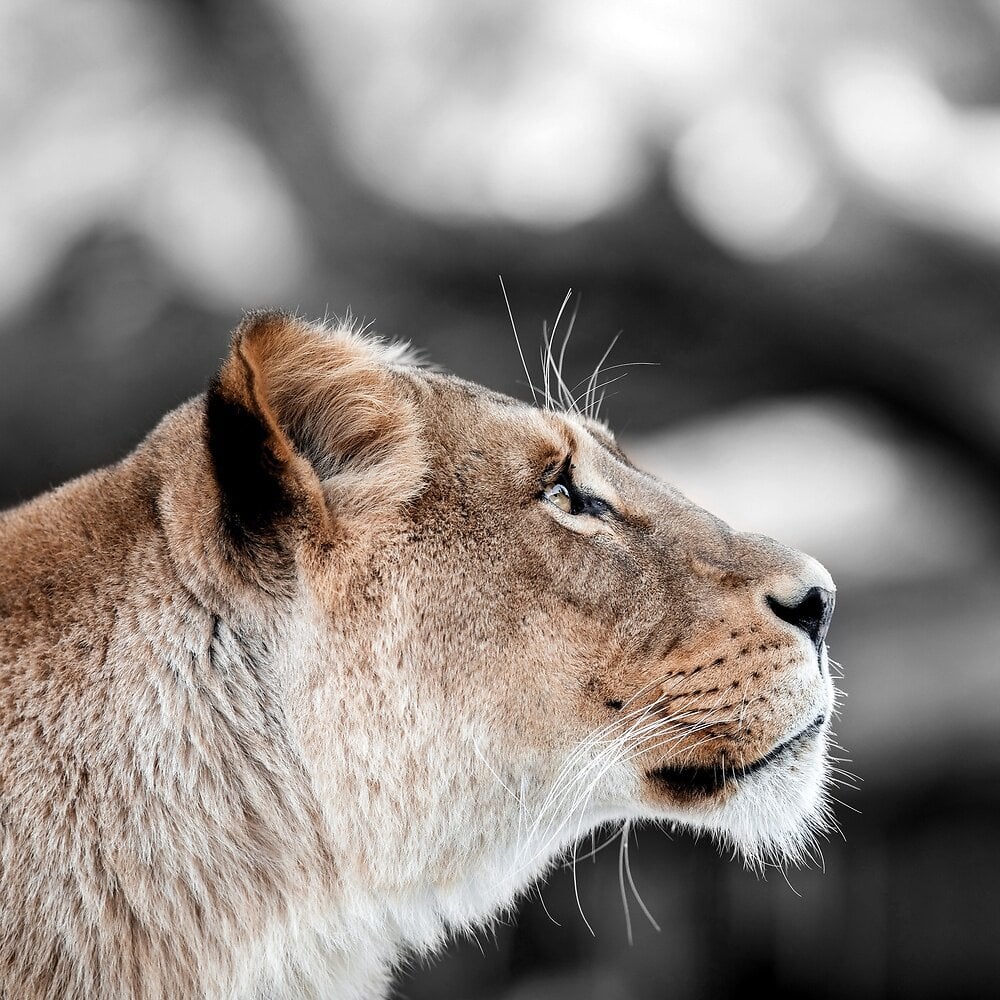 toile 30x30 love lionne | Bricorama