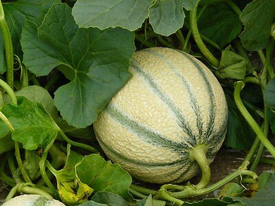Melon greffé Amigo C1L | Bricomarché