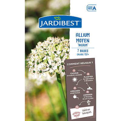 JARDIBEST - Allium nigrum - large