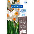JARDIBEST - Narcisse pluriflore Géranium x7 bulbes - vignette