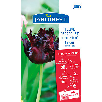 JARDIBEST - Tulipe perroquet Black Parrot - large