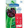 JARDIBEST - Tulipe perroquet Black Parrot - vignette