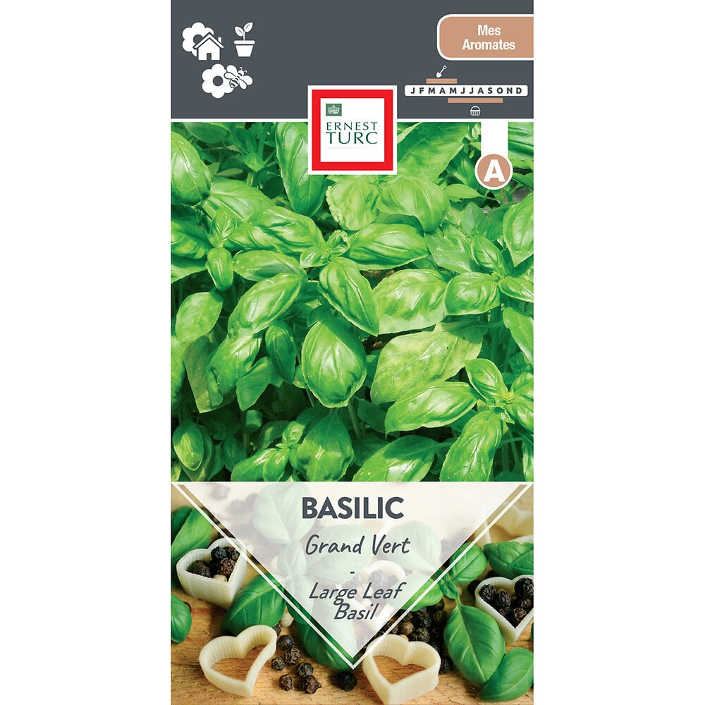 Basilic grand vert