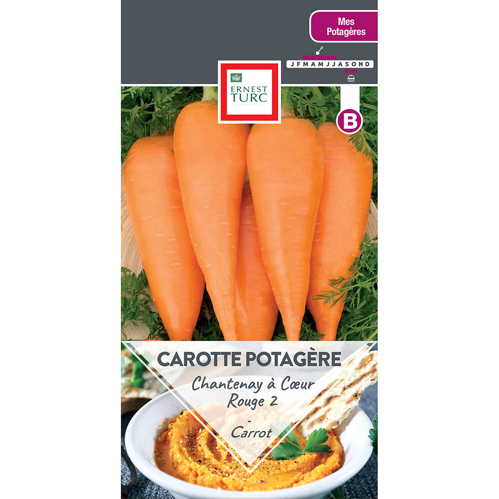 Carotte potagere chantenay a coeur rouge 2