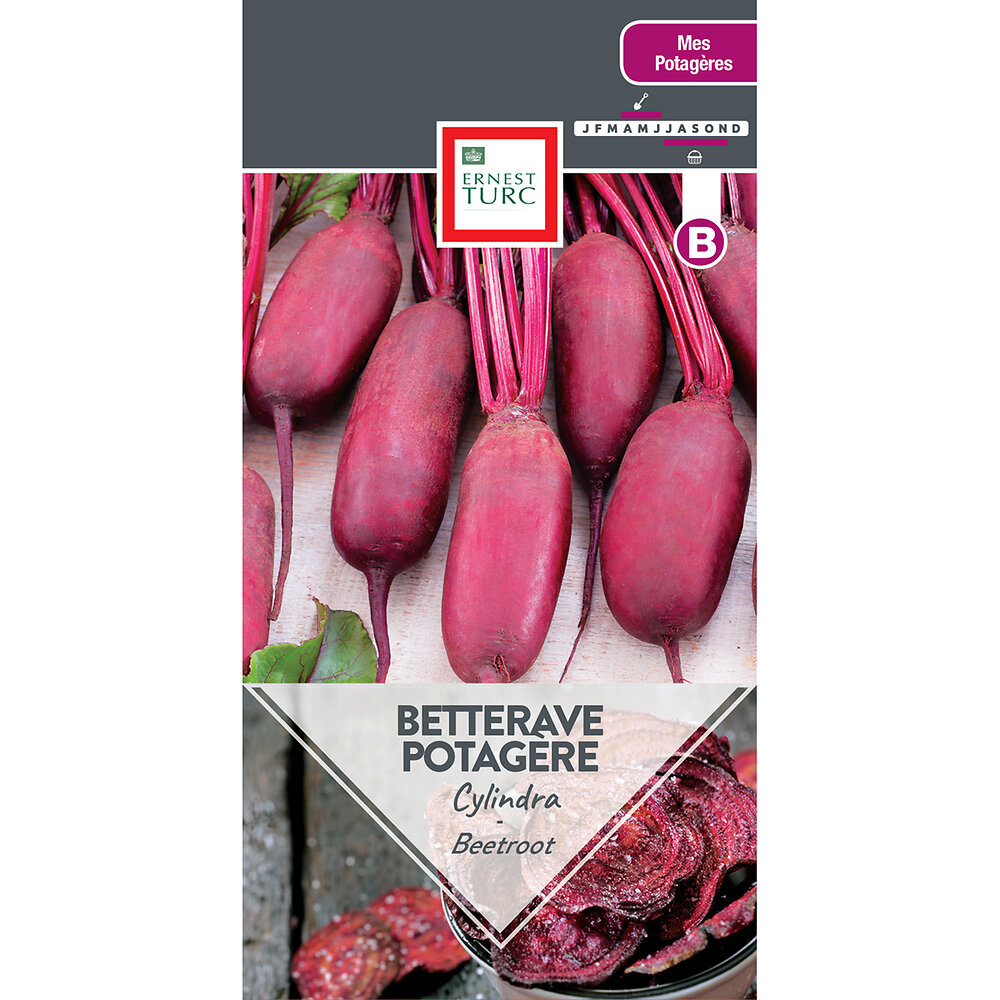 Beterave+potagere+cylindra