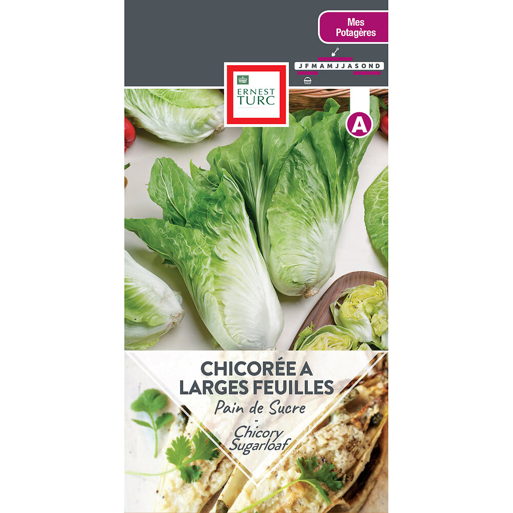 Chicoree a larges feuilles pain de sucre