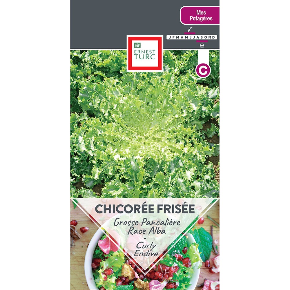 Chicoree frisee grosse pancaliere race alba