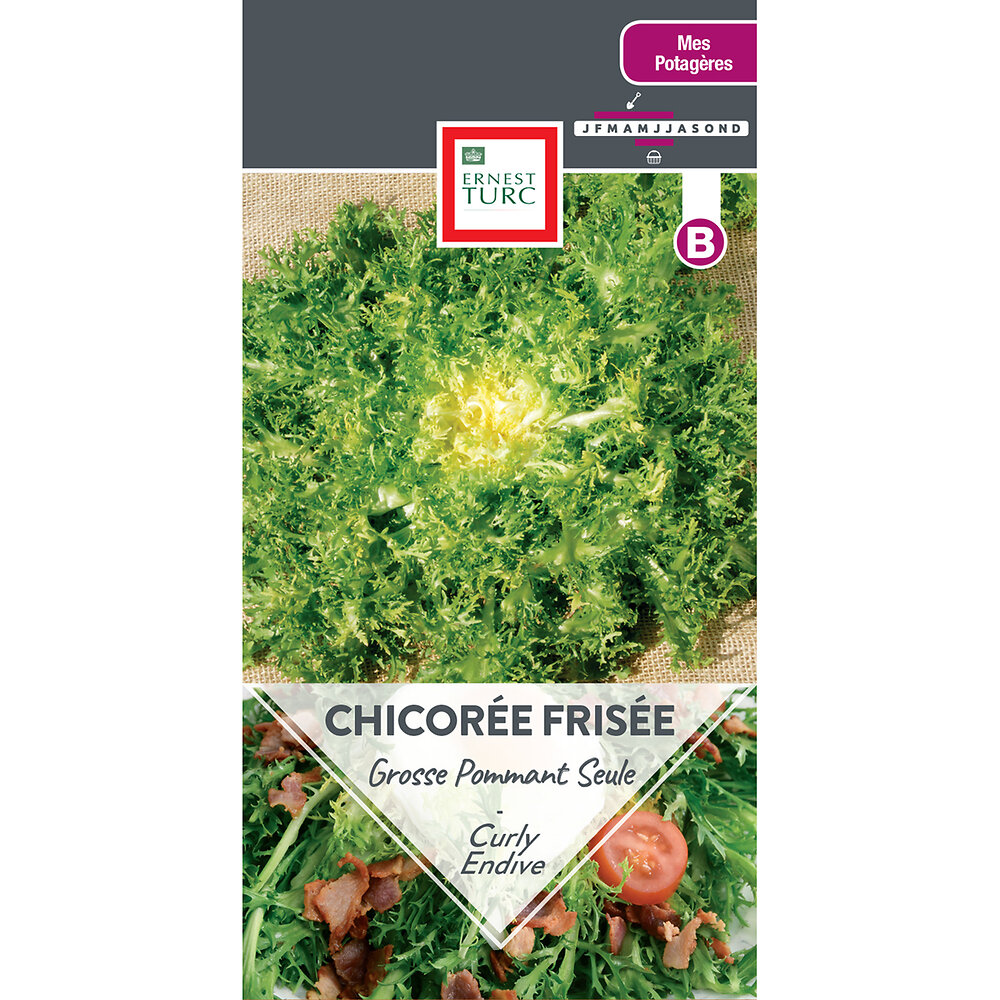 Chicoree+frisee+grosse+pommant+seule