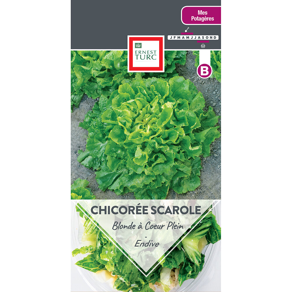 Chicoree+scarole+blonde+a+coeur+plein