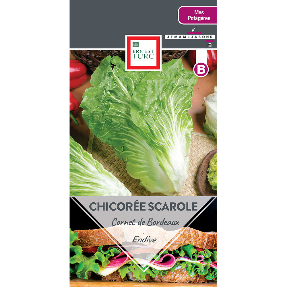 Chicoree+scarole+cornet+de+bordeaux