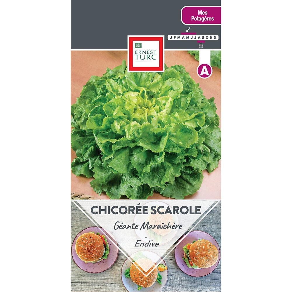 Chicoree scarole geante maraichere