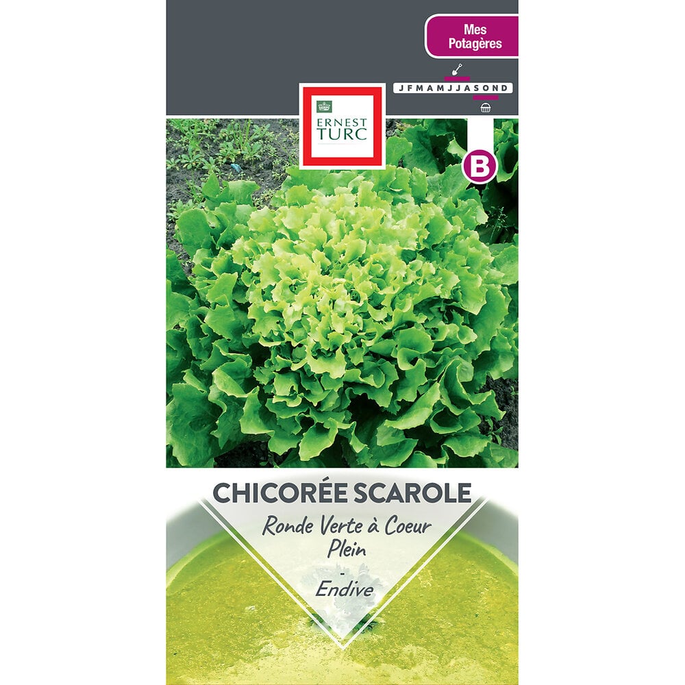 Chicoree+scarole+ronde+verte+a+coeur+plein