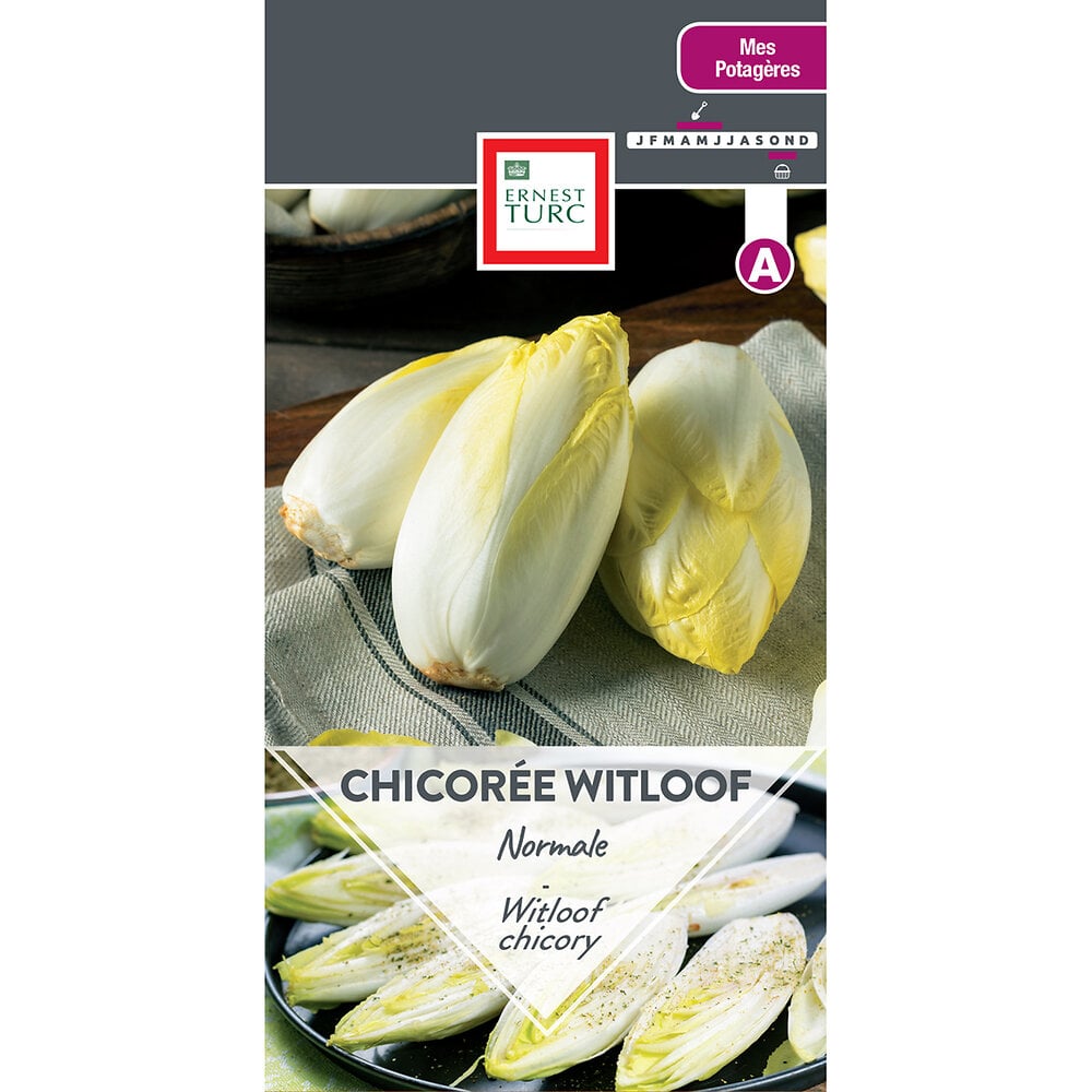 Chicoree+witloof+normale