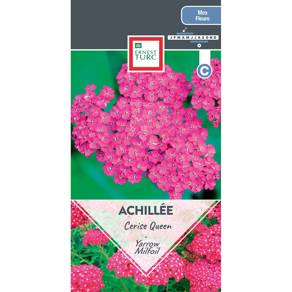 Achillea+cerise+queen