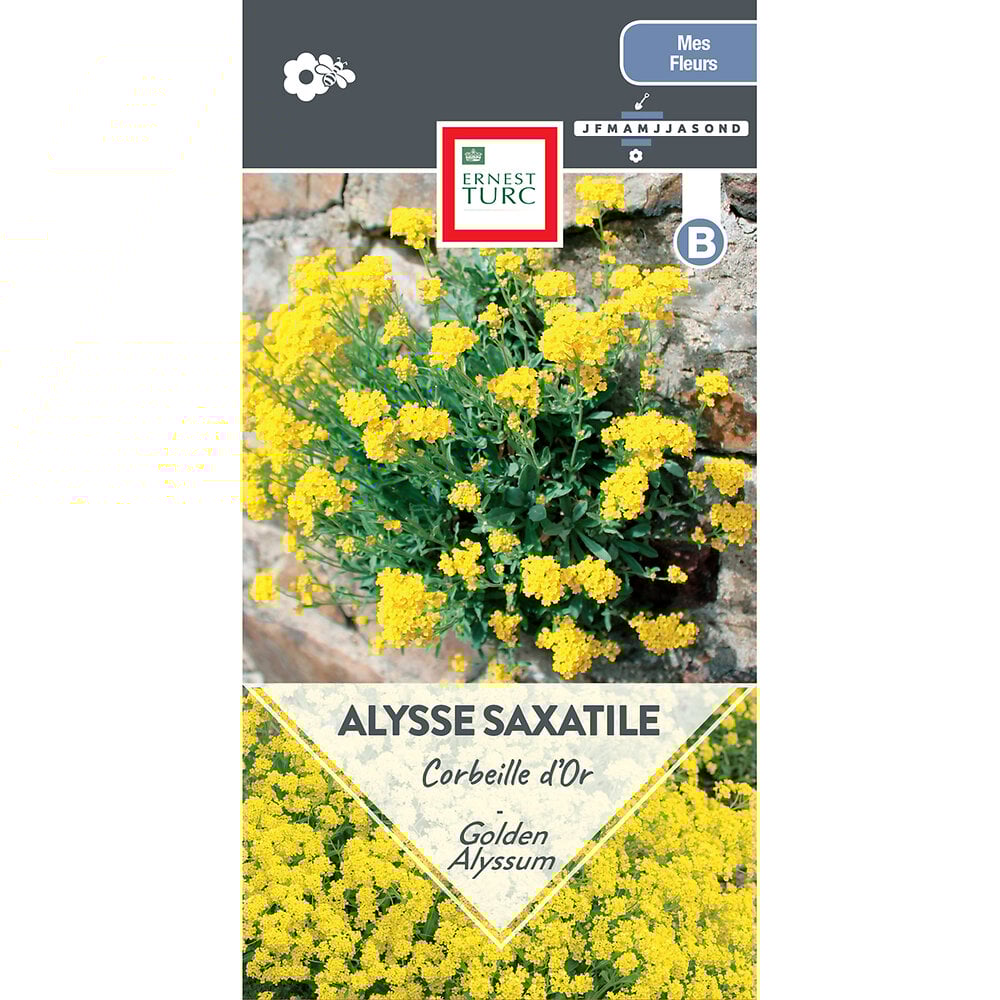 Alysse+saxatile+corbeille+d%27or