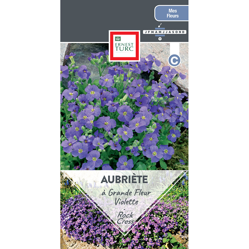 Aubrietia+a+grandes+fleurs+violettes