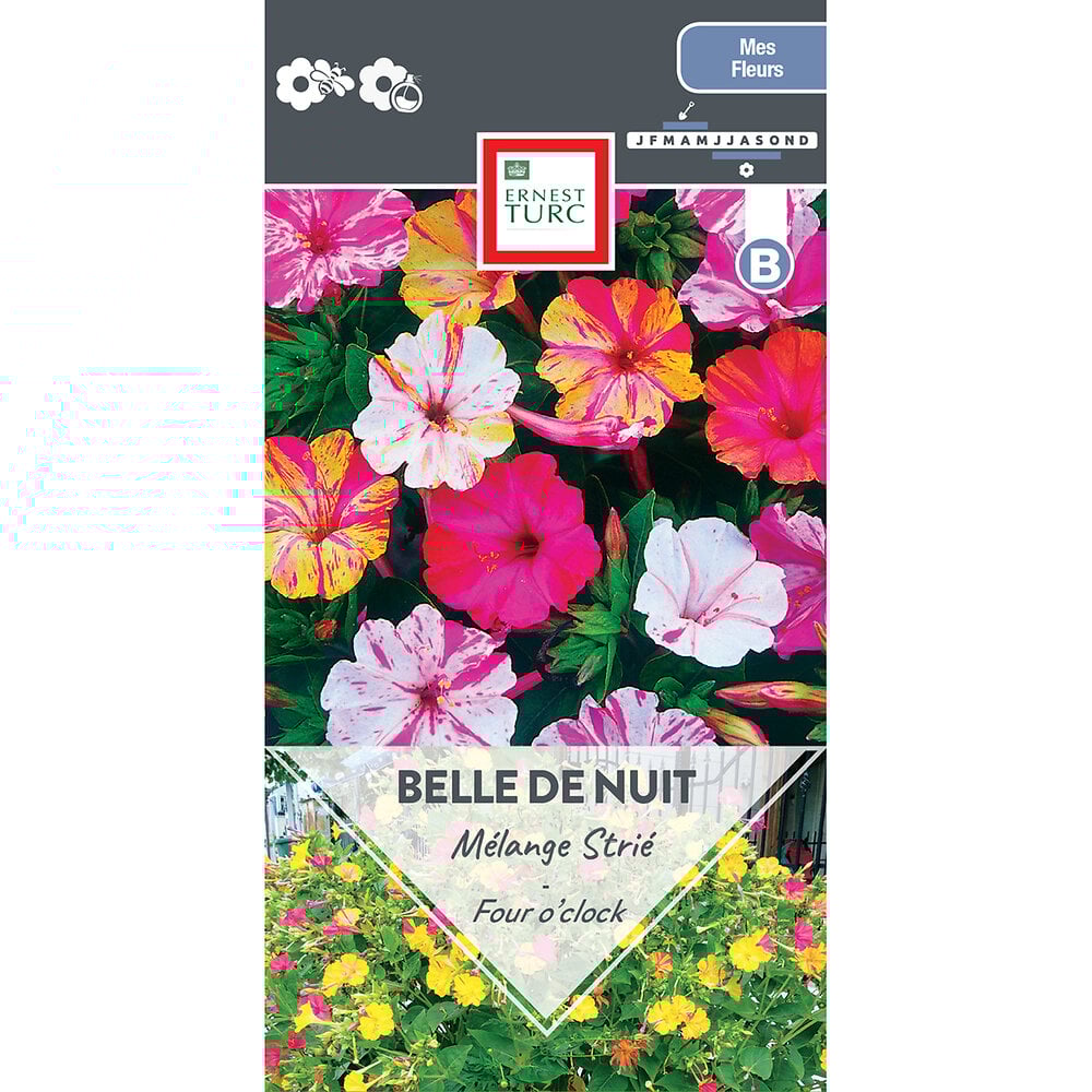 Belle+de+nuit+striee+variee