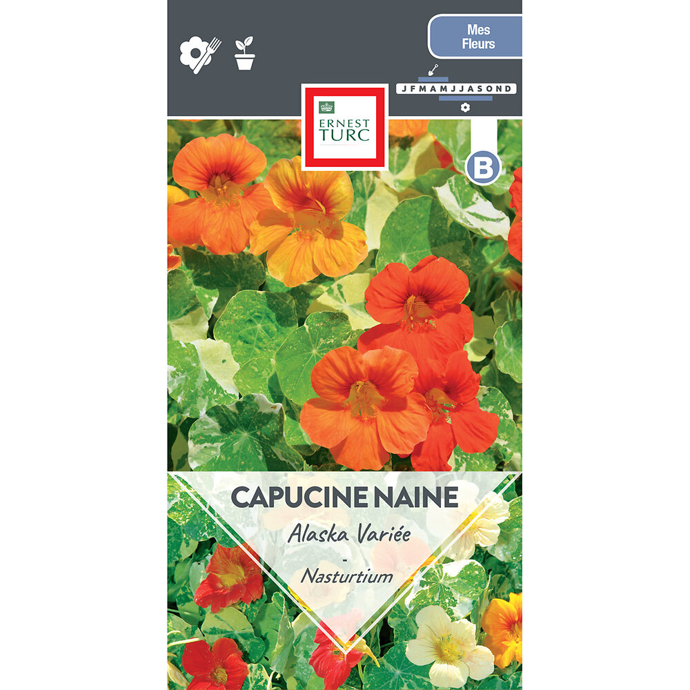 Capucine+naine+alaska+variee