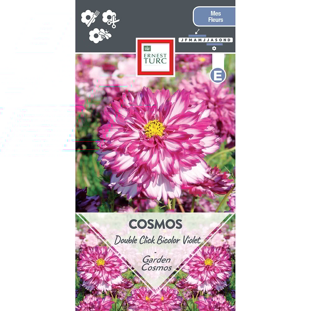 Cosmos+double+click+bicolor+violet