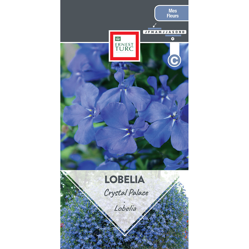 Lobelia+crystal+palace