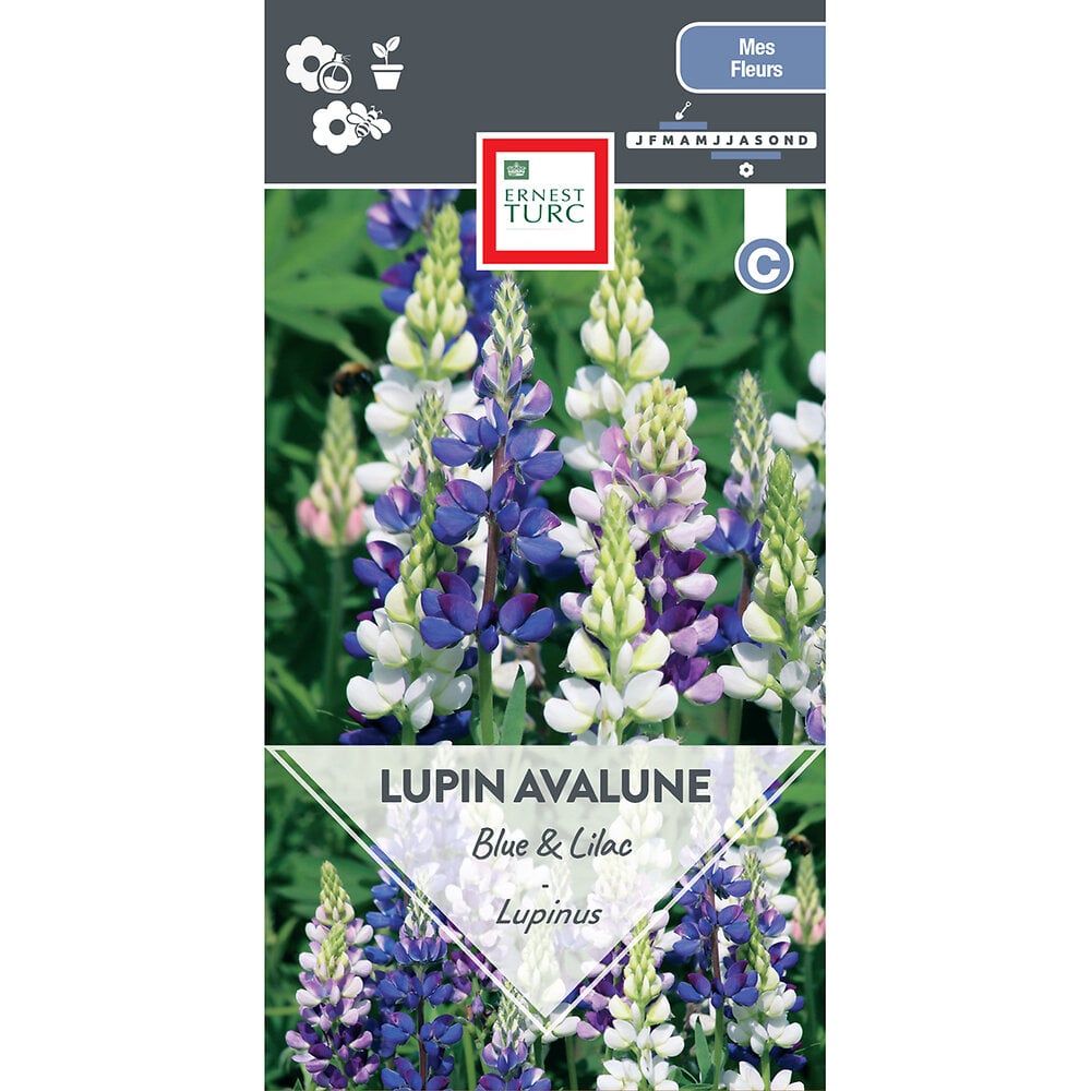 Lupin+avalune+blue+%26+lilac+mix
