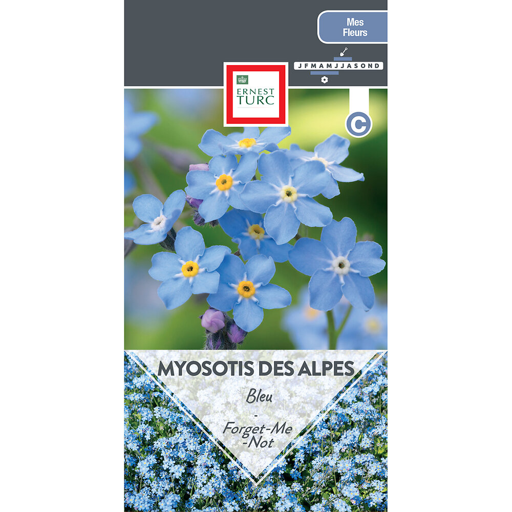 Myosotis+des+alpes+bleu