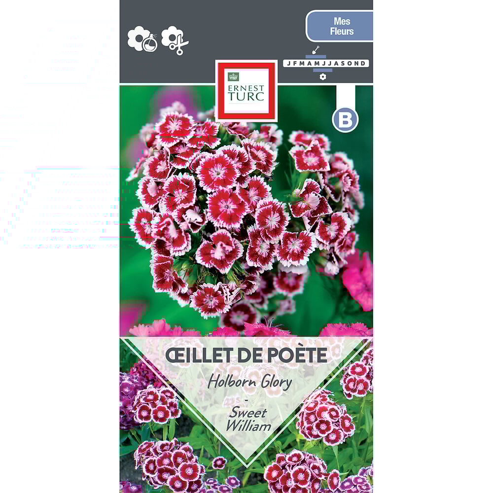 Oeillet+de+poete+holborn+glory