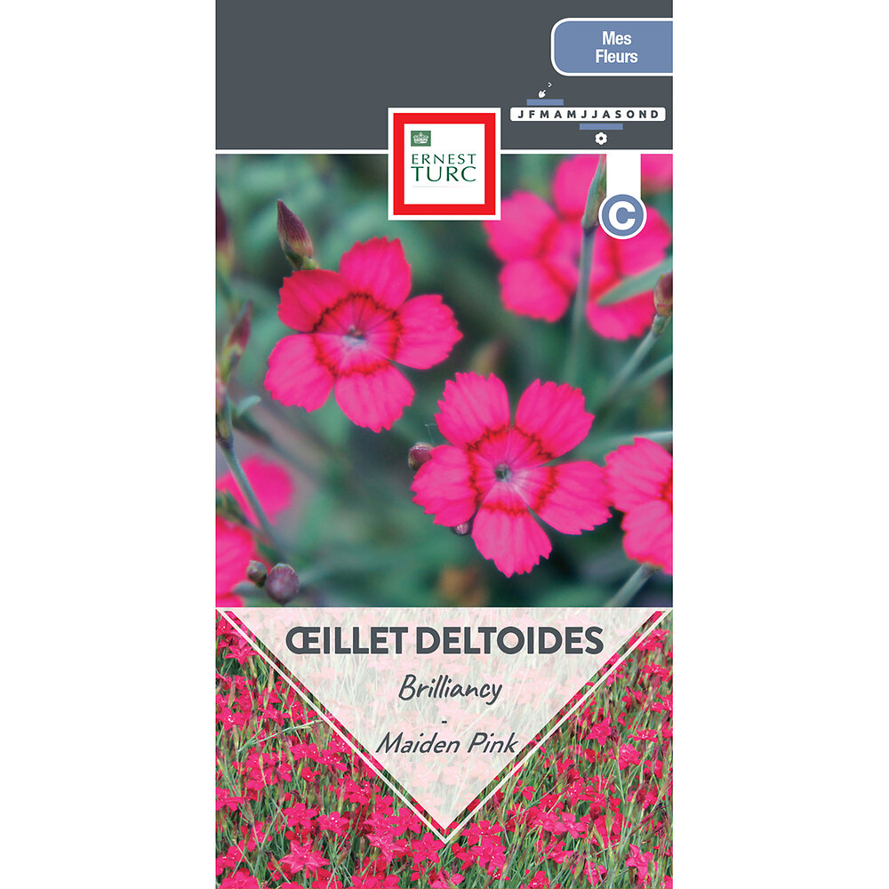 Oeillet+delthoides+brilliancy