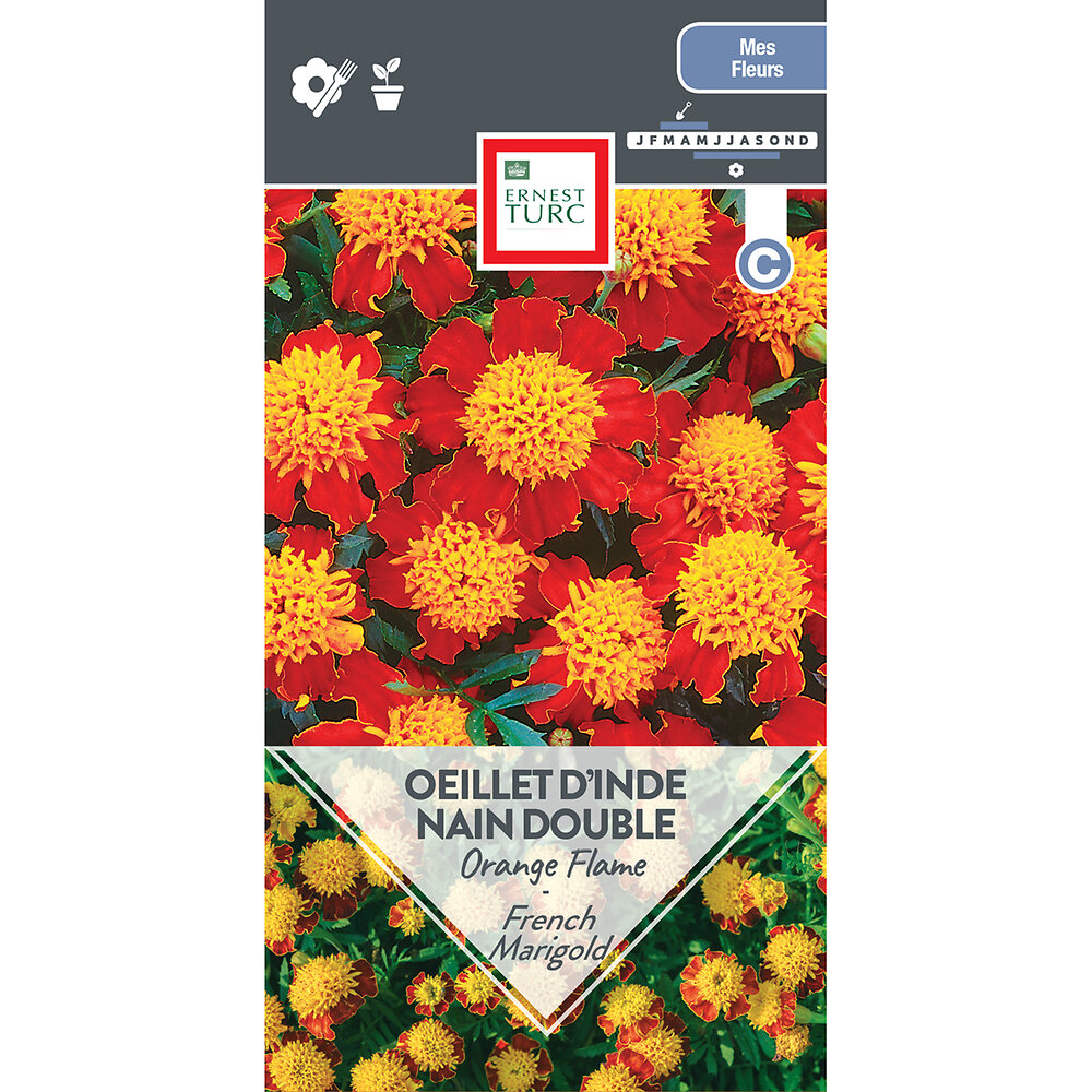 Oeillet+d%27inde+dble+nain+fl.+de+scabieuse+orange+flame