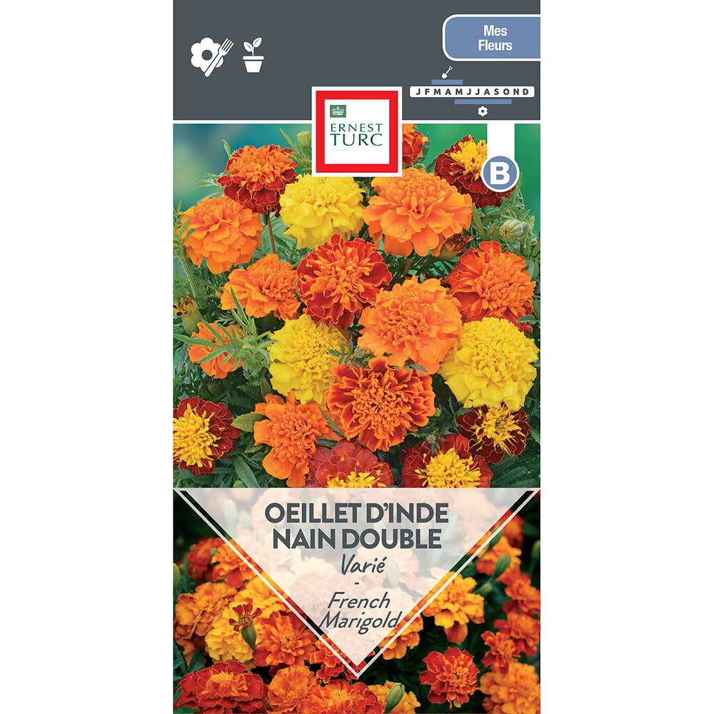 Oeillet+d%27inde+nain+double+varie