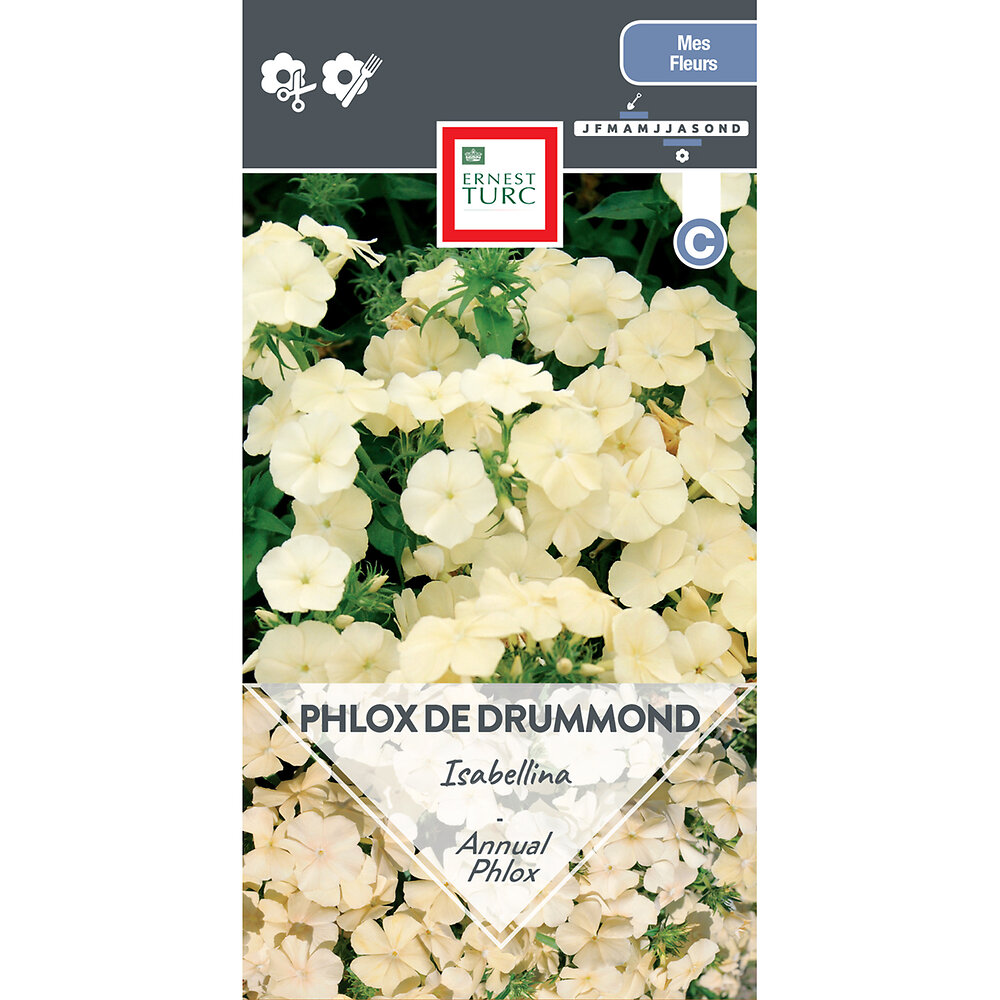 Phlox+de+drummond+a+grande+fleur+isabellina