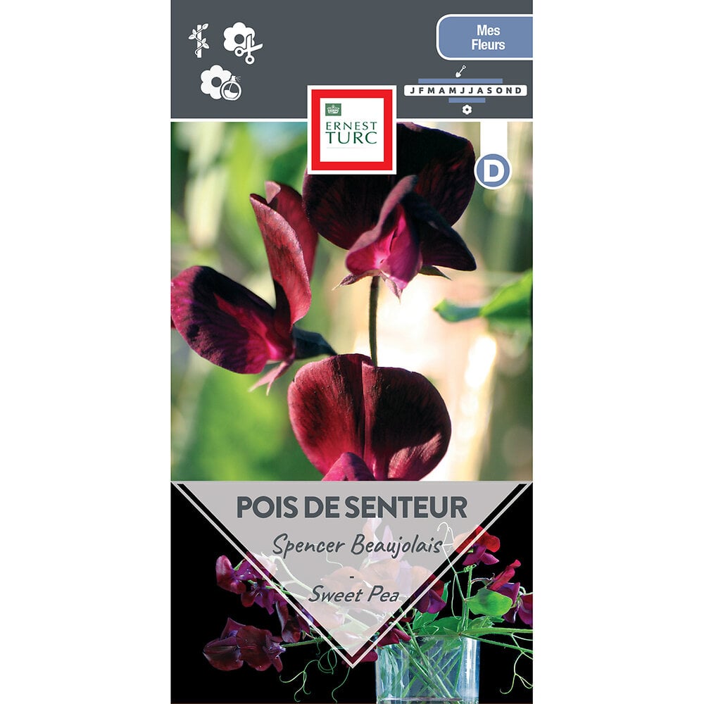 Pois+de+senteur+spencer+beaujolais