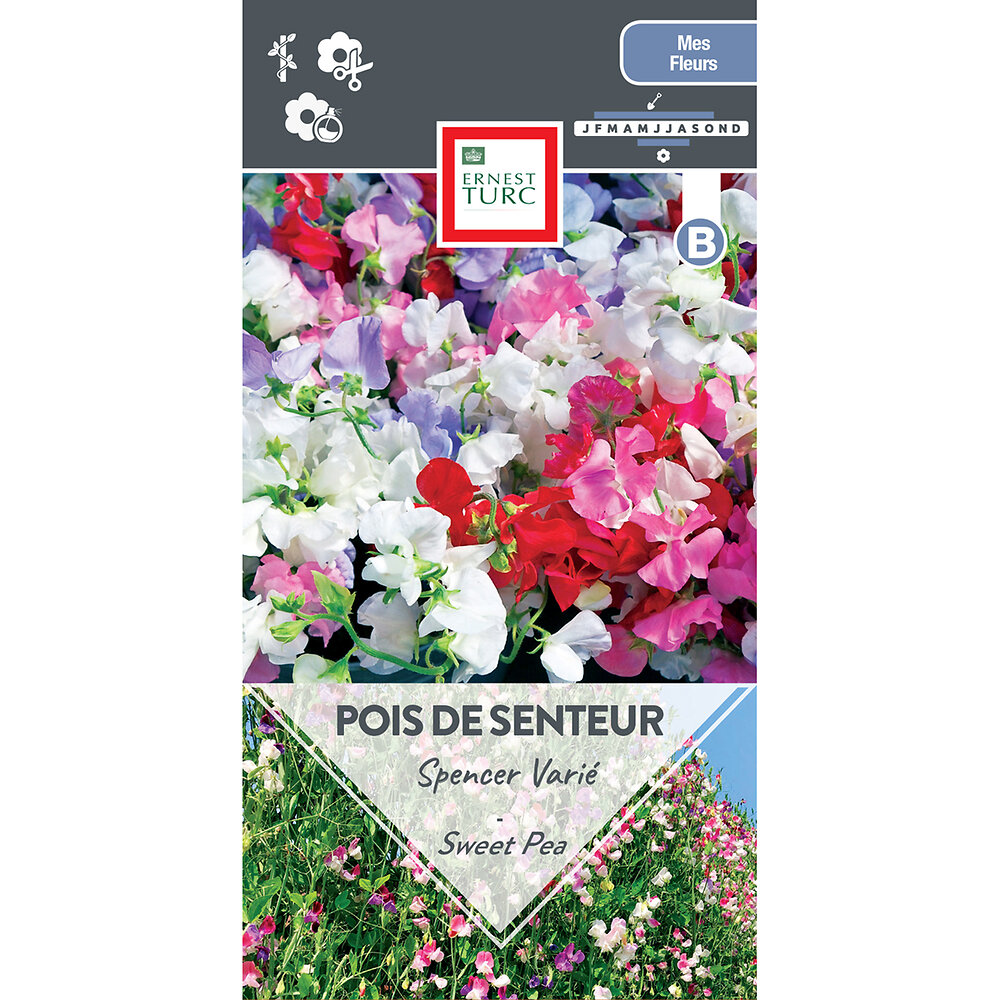 Pois+de+senteur+geant+spencer+varie