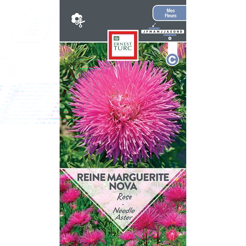 Reine+marguerite+nova+rose