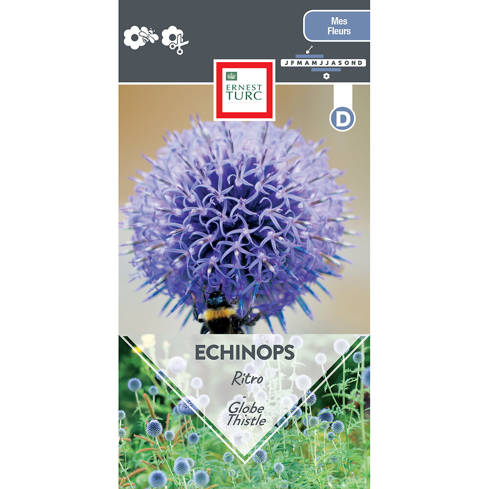 Echinops ritro