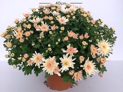 ANADIA - Chrysanthème pompon unicolore en pot de 17 cm - large