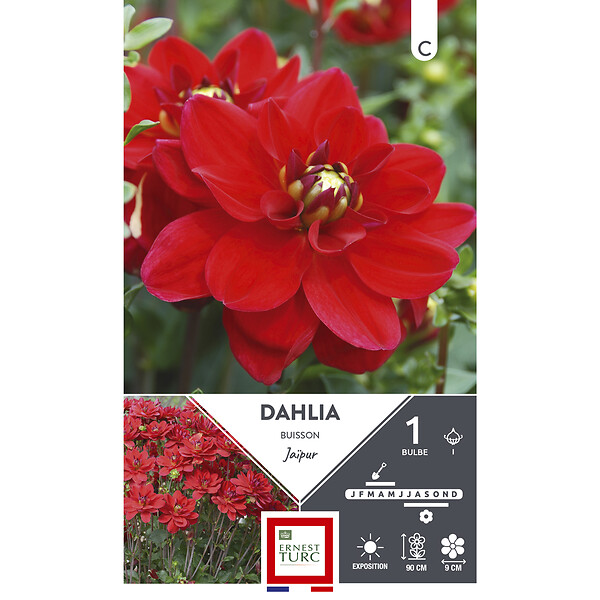 ET PRI N - Dahlia buisson jaipur I x1 - large