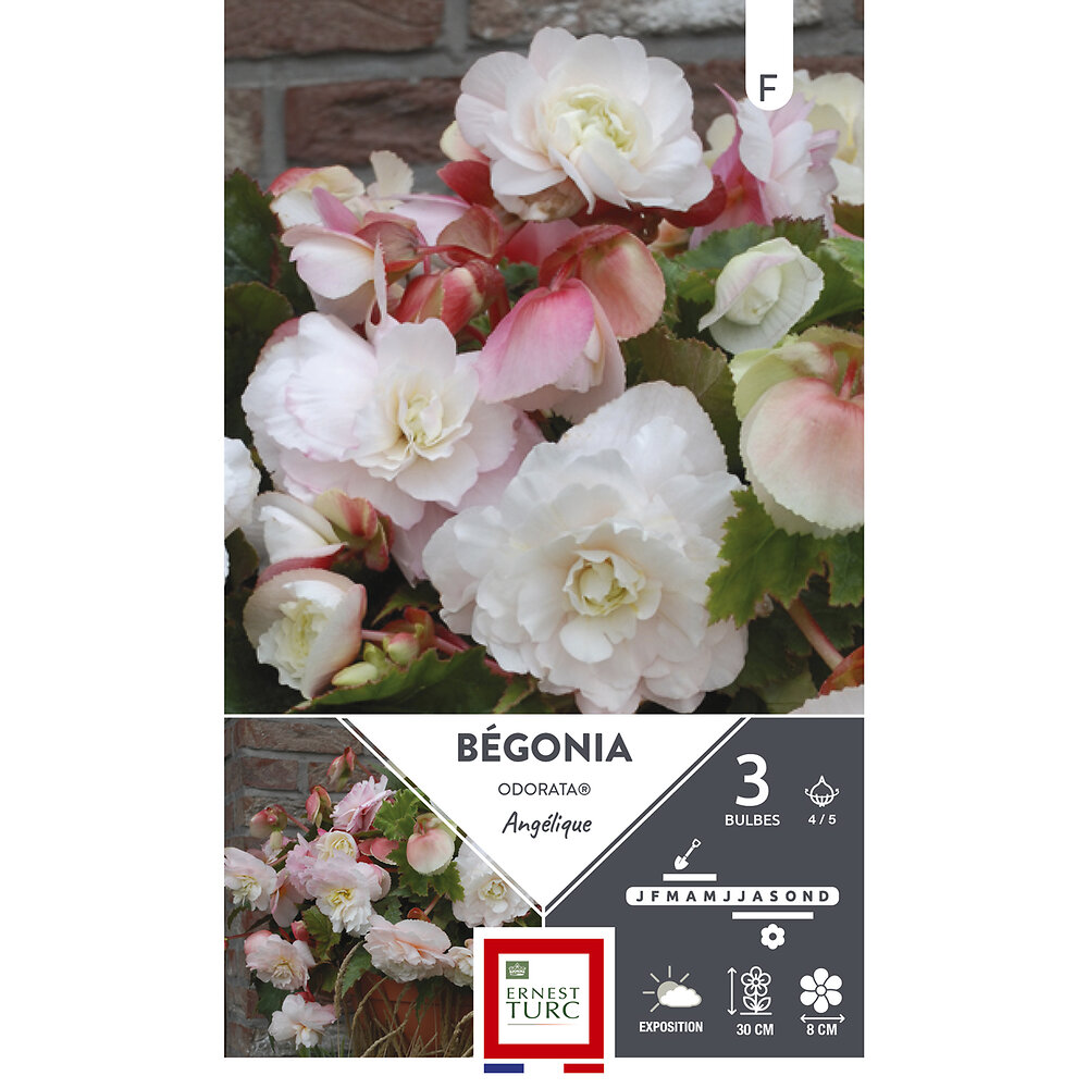 ET PRI N - Begonia odorata  angelique 4/5 x3 - large